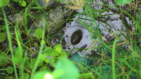 Swollen frog in the swamp Stock Footage 295745710