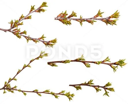 Swollen green buds on a branch of cherry tree. Set Stock Photos