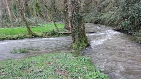 Swollen river current in deep nature with high water level 库存影片 332636974
