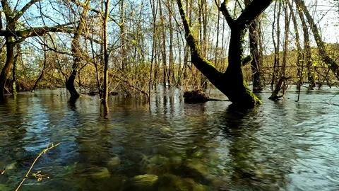 A swollen river overflows its banks inside a nature reserve, flooding the forest Video stock 331476436