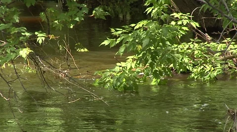 Swollen Stream 2 Vidéo 40340883