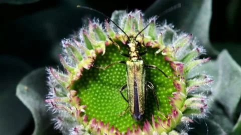 Swollen-thighed Beetle on flowers. Vídeos de archivo 138592176