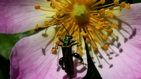 Swollen-thighed Beetle on flowers. Stock Footage 138592443