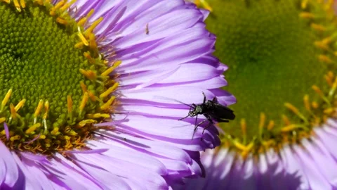 Swollen-thighed Beetle on flowers. Stock Footage 138593116