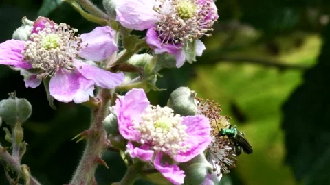 Swollen-thighed Beetle on flowers. Video stock 138593367