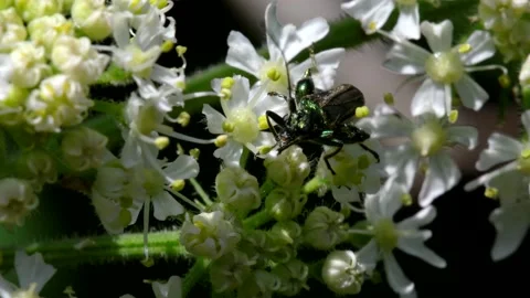 Swollen-thighed Beetle on flowers. Stock-Footage 138593376