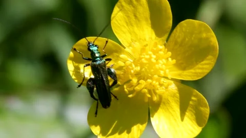 Swollen-thighed Beetle on flowers, Oedemera nobilis. Stock Footage 155257341