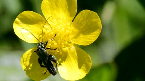 Swollen-thighed Beetle on flowers, Oedemera nobilis. Stock Footage 155257462