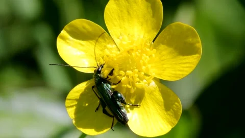 Swollen-thighed Beetle on flowers, Oedemera nobilis. Stock Footage 155257565