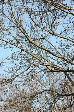 Swollen tree branches against a blue sky in early spring on a sunny day Stock Photos