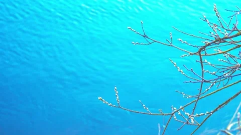 Swollen willow buds on tree branches in spring against the backdrop of a blue Stock Footage 306366650
