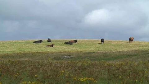 Swona herd lying down in the meadow grass on Swona in Orkney in 4k Video stock 301236754