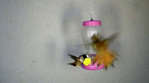 Swoop-in Hummingbird attacks another in 240fps slow motion Stock Footage 90684570