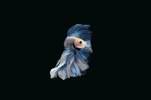 Swooping betta siamese fighting fish Giant Halfmoon Rosetail in white blue color Stock Photos