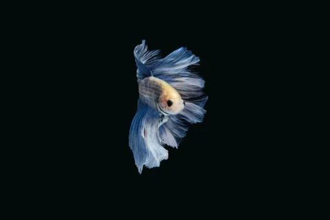 Swooping betta siamese fighting fish Giant Halfmoon Rosetail white blue color Foto stock