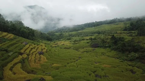 Swooping down through rice paddyies and trees Видео 120588039