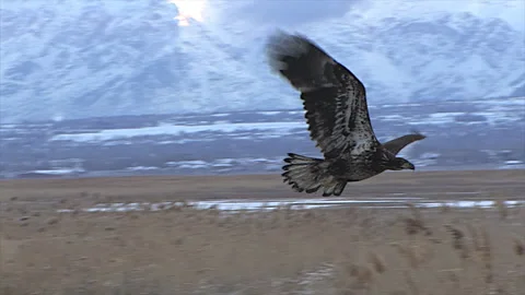 Swooping Immature BaldEagle, 50% Slow Motion, HD 30P Stock Footage 168327451