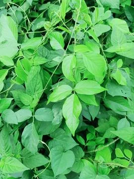 Sword Bean Plant Stock Photos