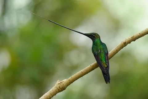 Sword-billed hummingbird - Ensifera ensifera also swordbill, Andean regions o Stock Photos