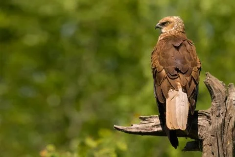 Sword falcon Stock Photos