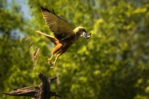 Sword falcon Stock Photos
