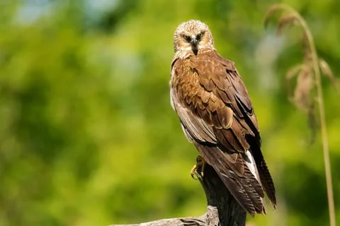 Sword falcon Stock Photos