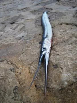 Sword Fish Foto stock