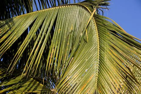 Sword-like Leaf of Coconut Tree Stock Photos
