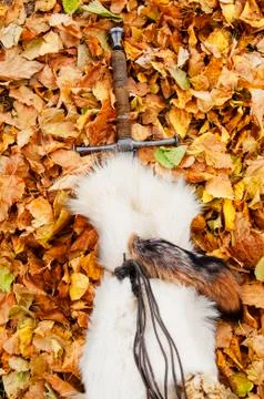Sword on the leaves background Stock Photos