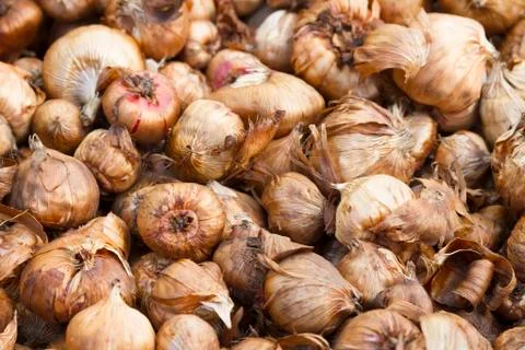 Sword lily bulbs Stock Photos