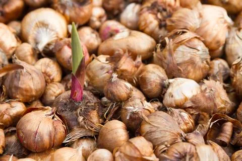 Sword lily bulbs Stock Photos