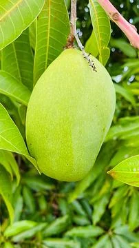 Sword mango Stock Photos