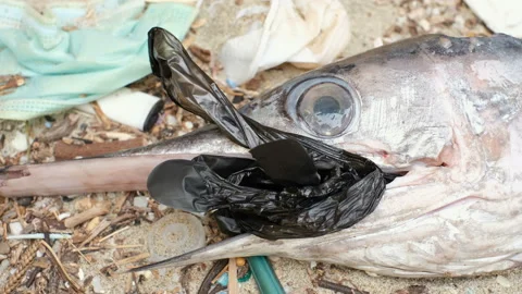 Sword Marlin Ocean Fish dead eating plastic rubber glove on polluted sea habitat Stock Footage 164280447