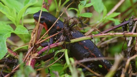 Sword-Tail Newt Resting with Fly. Stock-Footage 292597035