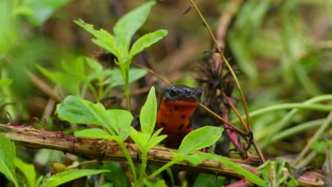 Sword-Tail Newt Resting with Fly. Stock Footage 292597063