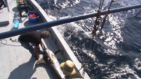Swordfish is carried below the deck Video stock 79791637