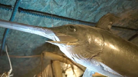 Swordfish, decoration in a restaurant Stock Footage 102123822