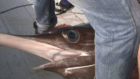 The swordfish is dying on the deck of the boat Stock Footage 79791538
