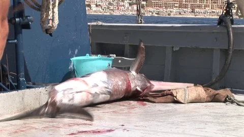 The swordfish is dying on the deck of the boat Stock Footage 79791838