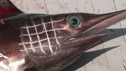 The swordfish is dying onboard Stock Footage 79791781