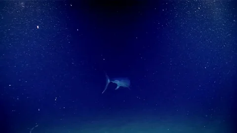Swordfish feeding at 530m depth Stock Footage 113235096