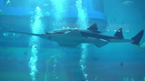 Swordfish Stock Footage 158239252