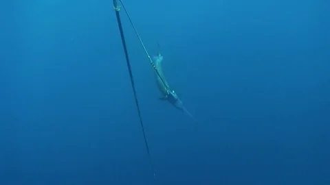 Swordfish harpooned under the boat Stock Footage 79792093
