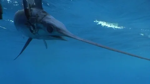 Swordfish harpooned under the boat is pulled on board Stock Footage 79791941