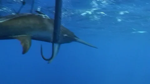 Swordfish harpooned under the boat is pulled on board Stock Footage 79792127