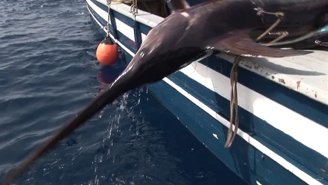 Swordfish hunter pulls the swordfish on board Stock Footage 79791775