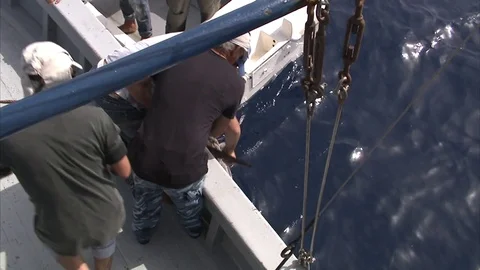 Swordfish hunter pulls the swordfish on board Stock Footage 79791841