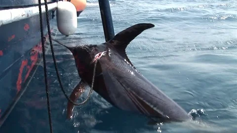Swordfish hunters pull the swordfish on board 스톡 동영상 79791925