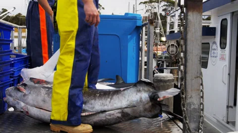 Swordfish for market Stock Footage 31120787