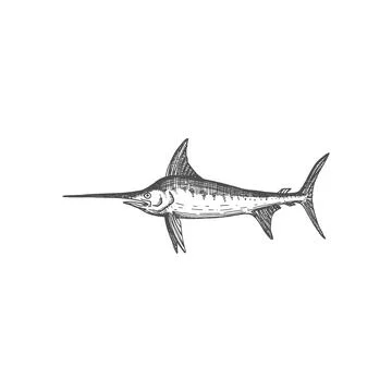 Swordfish or blue marlin isolated long toms fish Stock Illustration